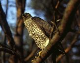 Jastrząb gołębiarz (Accipiter gentilis ) - Goshawk