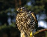 Jastrząb gołębiarz (Accipiter gentilis ) - Goshawk