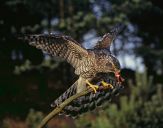 Jastrząb gołębiarz (Accipiter gentilis ) - Goshawk