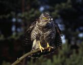 Jastrząb gołębiarz (Accipiter gentilis ) - Goshawk