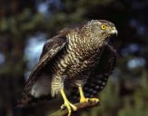 Jastrząb gołębiarz (Accipiter gentilis ) - Goshawk