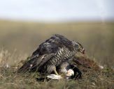 Jastrząb gołębiarz (Accipiter gentilis ) - Goshawk