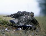 Jastrząb gołębiarz (Accipiter gentilis ) - Goshawk