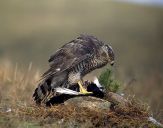 Jastrząb gołębiarz (Accipiter gentilis ) - Goshawk