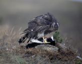 Jastrząb gołębiarz (Accipiter gentilis ) - Goshawk