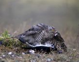 Jastrząb gołębiarz (Accipiter gentilis ) - Goshawk