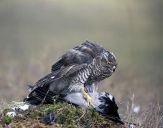 Jastrząb gołębiarz (Accipiter gentilis ) - Goshawk