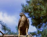 Jastrząb gołębiarz (Accipiter gentilis ) - Goshawk