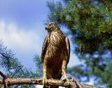 Jastrząb gołębiarz (Accipiter gentilis ) - Goshawk