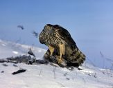 Jastrząb gołębiarz (Accipiter gentilis ) - Goshawk