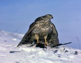 Jastrząb gołębiarz (Accipiter gentilis ) - Goshawk