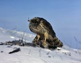 Jastrząb gołębiarz (Accipiter gentilis ) - Goshawk