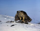 Jastrząb gołębiarz (Accipiter gentilis ) - Goshawk