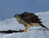 Jastrząb gołębiarz (Accipiter gentilis ) - Goshawk