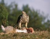 Jastrząb gołębiarz (Accipiter gentilis ) - Goshawk