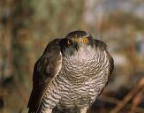 Jastrząb gołębiarz (Accipiter gentilis ) - Goshawk