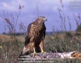 Jastrząb gołębiarz (Accipiter gentilis ) - Goshawk