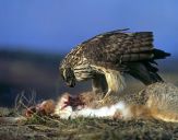 Jastrząb gołębiarz (Accipiter gentilis ) - Goshawk