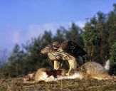 Jastrząb gołębiarz (Accipiter gentilis ) - Goshawk