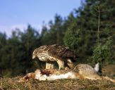 Jastrząb gołębiarz (Accipiter gentilis ) - Goshawk