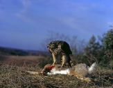 Jastrząb gołębiarz (Accipiter gentilis ) - Goshawk