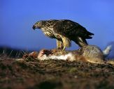 Jastrząb gołębiarz (Accipiter gentilis ) - Goshawk