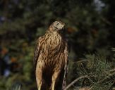 Jastrząb gołębiarz (Accipiter gentilis ) - Goshawk