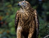 Jastrząb gołębiarz (Accipiter gentilis ) - Goshawk