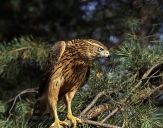 Jastrząb gołębiarz (Accipiter gentilis ) - Goshawk