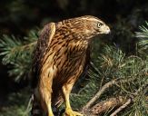 Jastrząb gołębiarz (Accipiter gentilis ) - Goshawk