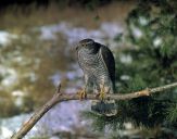 Jastrząb gołębiarz (Accipiter gentilis ) - Goshawk