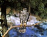 Jastrząb gołębiarz (Accipiter gentilis ) - Goshawk