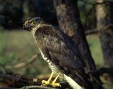 Jastrząb gołębiarz (Accipiter gentilis ) - Goshawk