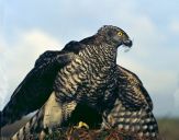 Jastrząb gołębiarz (Accipiter gentilis ) - Goshawk