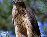 Jastrząb gołębiarz (Accipiter gentilis ) - Goshawk