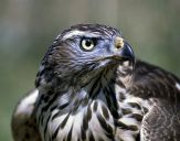 Jastrząb gołębiarz (Accipiter gentilis ) - Goshawk