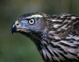 Jastrząb gołębiarz (Accipiter gentilis ) - Goshawk