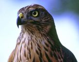 Jastrząb gołębiarz (Accipiter gentilis ) - Goshawk