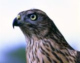 Jastrząb gołębiarz (Accipiter gentilis ) - Goshawk