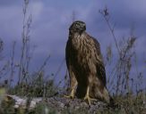 Jastrząb gołębiarz (Accipiter gentilis ) - Goshawk