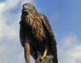 Jastrząb gołębiarz (Accipiter gentilis ) - Goshawk