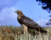 Jastrząb gołębiarz (Accipiter gentilis ) - Goshawk