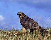 Jastrząb gołębiarz (Accipiter gentilis ) - Goshawk