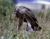 Jastrząb gołębiarz (Accipiter gentilis ) - Goshawk