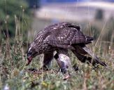 Jastrząb gołębiarz (Accipiter gentilis ) - Goshawk