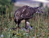 Jastrząb gołębiarz (Accipiter gentilis ) - Goshawk