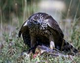 Jastrząb gołębiarz (Accipiter gentilis ) - Goshawk