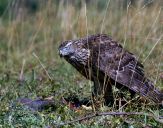 Jastrząb gołębiarz (Accipiter gentilis ) - Goshawk