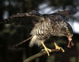 Jastrząb gołębiarz (Accipiter gentilis ) - Goshawk