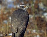 Jastrząb gołębiarz (Accipiter gentilis ) - Goshawk